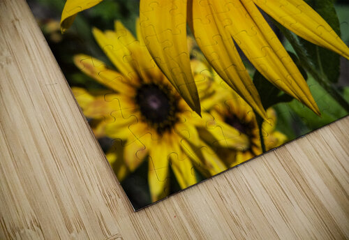 Fleurs tournesol en macro Melissa Lefebvre puzzle