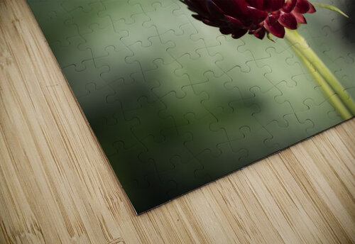  Immortelle a bracteesfleur Melissa Lefebvre puzzle
