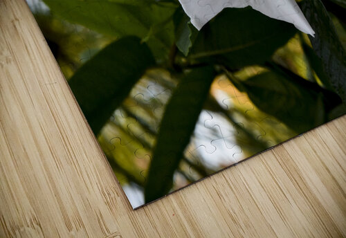 Jolie fleurs blanche inconnu Melissa Lefebvre puzzle