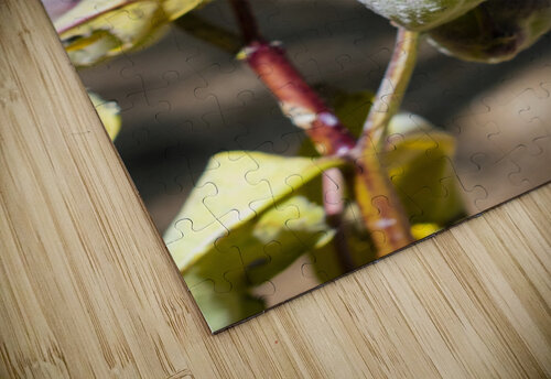 Fleurs inconnue Melissa Lefebvre puzzle