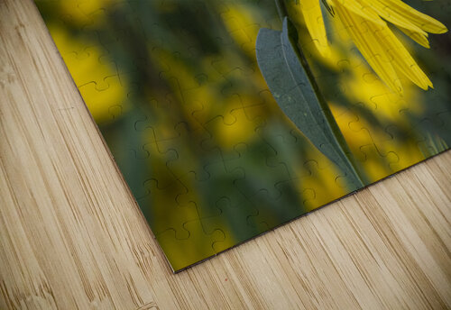 Fleurs tournesol 3 Melissa Lefebvre puzzle