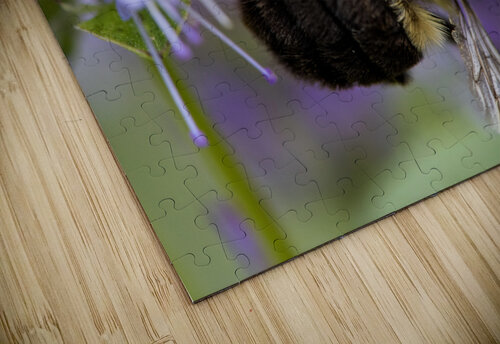 Abeille macro Melissa Lefebvre puzzle