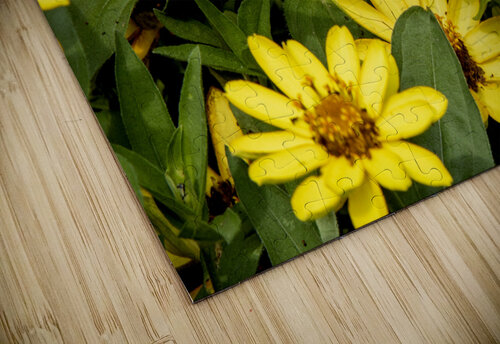 Sunflower Frolic: White Butterfly on Sunflowers Melissa Lefebvre puzzle