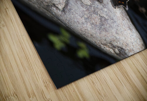 Macro Serenity: Butterfly on Rock Melissa Lefebvre puzzle