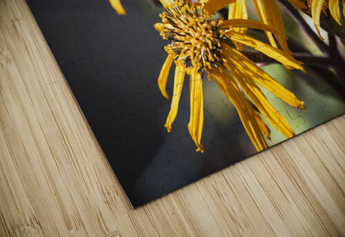 Monarch Unveiled: Open-Winged Butterfly on Flowers Melissa Lefebvre puzzle