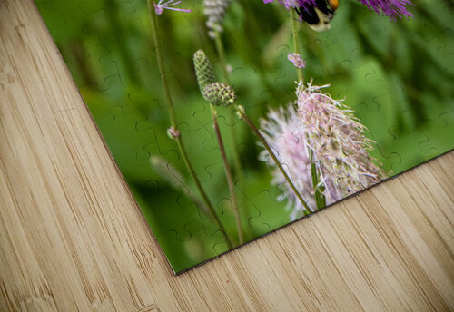 Immersion sauvage : Un champ de Sanguisorba obtusa une mer de beaute naturelle Melissa Lefebvre puzzle