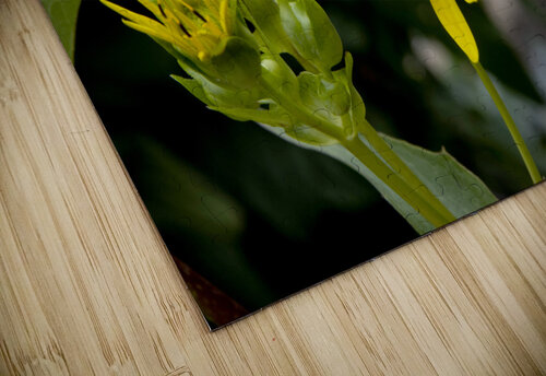 Eclat solaire : Le tournesol en macro une explosion de couleurs Melissa Lefebvre puzzle