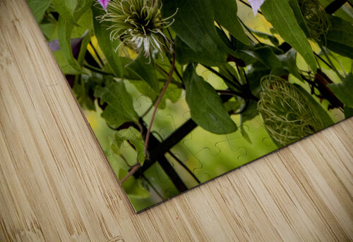 Harmonie delicate : La splendeur des clematites roses en macro dans leur feuillage captivant Melissa Lefebvre puzzle