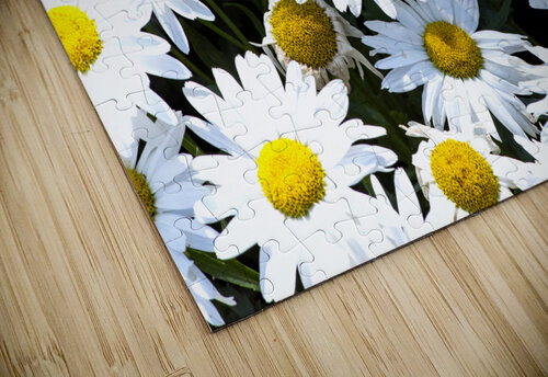 Purete florale : Leclat dun tapis de marguerites blanche Melissa Lefebvre puzzle