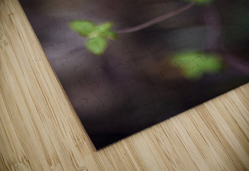 Nature envoutante : Decouvrez la beaute captivante dune belladone en macro  Melissa Lefebvre puzzle