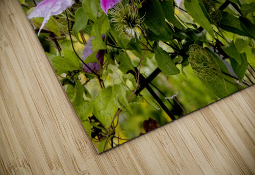 Fleurs en harmonie : Clematite rose mauve captivante avec un fond de feuillus Melissa Lefebvre puzzle