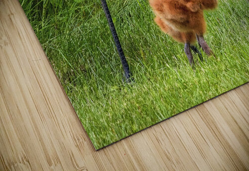 Sandhill Crane Colts Dave Veith puzzle