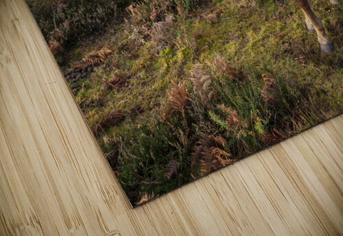 Lone Stag Assaf Frank puzzle