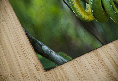 Green tree snake (Dendrelaphis punctulata); Madang Province, Papua New Guinea PacificStock puzzle