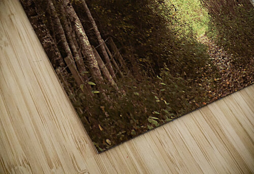 Nature Ramble through the Autumn Birch Trees in the Scottish Highlands Catriona Roberts Nature Photography and Designs puzzle