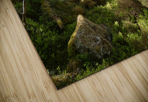 Spring May Morning in a Scottish Highlands Birch Forest Catriona Roberts Nature Photography and Designs puzzle