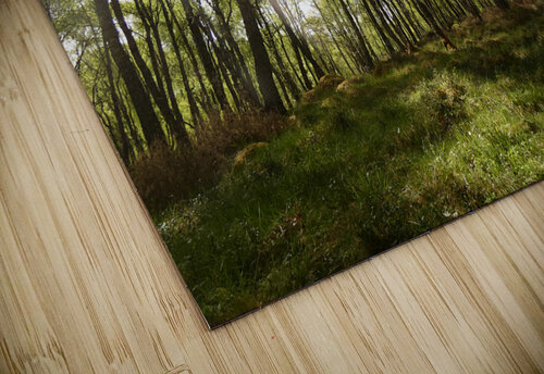 Early May Sun in a Scottish Highlands Birch Forest Catriona Roberts Nature Photography and Designs puzzle