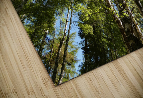 Scottish Highlands Birch Tree Spring Perspective Catriona Roberts Nature Photography and Designs puzzle