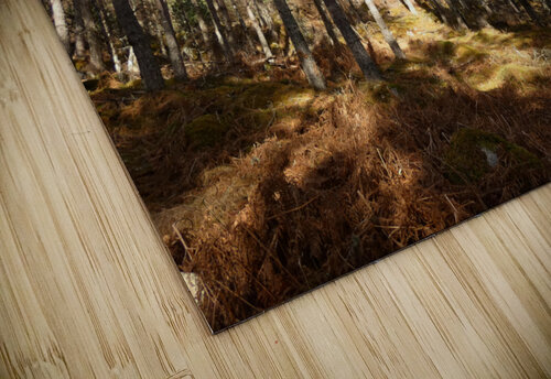 Scottish Highlands Winter Pine Forest  Sun and Shadows Catriona Roberts Nature Photography and Designs puzzle