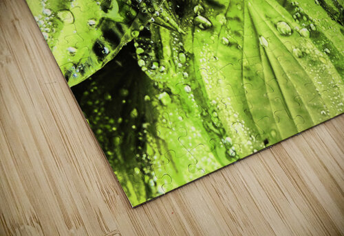 Rainy Hosta Leaves in Intelligent Art Nature Photography Catriona Roberts Nature Photography and Designs puzzle