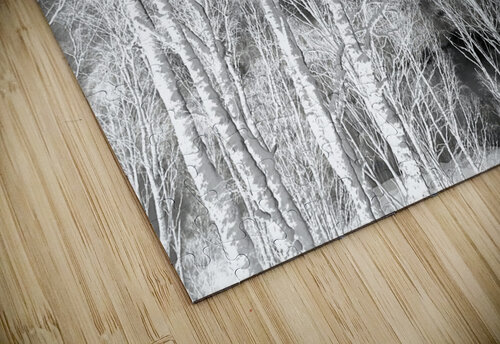   Sottish Highlands Winter Snow Covered Birch Trees  Catriona Roberts Nature Photography and Designs puzzle