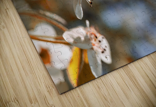 Sakura 2 LunarRise Photography puzzle