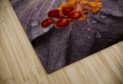 Close up of a Hibiscus flower with water droplets; Hawaii, United States of America PacificStock puzzle