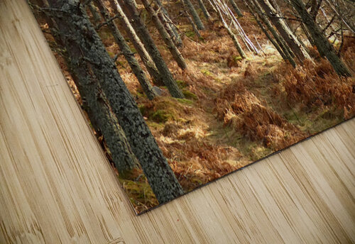  Winters Golden Nature Trail Catriona Roberts Nature Photography and Designs puzzle