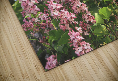 Pink Profusion of Lilacs Thea Menagh puzzle