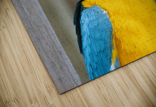 Macaw Susan Diann Photography puzzle