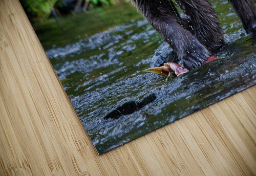 Bear Clawing Salmon Dave Veith puzzle