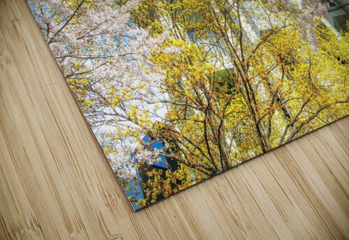 John Roberts Library Cherry Trees Thea Menagh puzzle