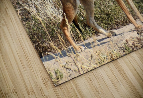 El Coyotito Amanda Melia Art puzzle