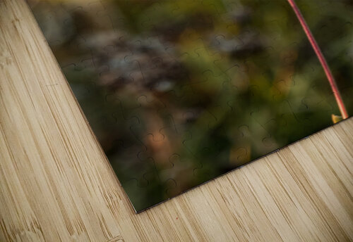 jludwigButterflyjpeg 16 J M Ludwig puzzle