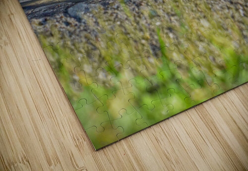 Duckling Running out of Water David Yoon puzzle