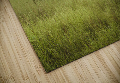 Lonely rhinoceros in Chitwan Em Campos puzzle