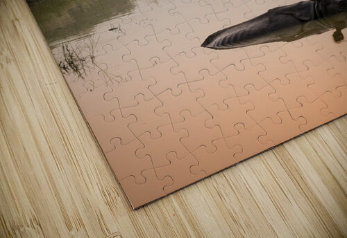 Rhinoceros bathing in Chitwan Nepal Em Campos puzzle