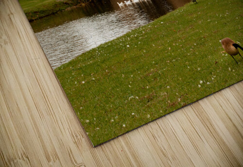 Shakespeare Park Montgomery Alabama  Norma Brandsberg Photography puzzle