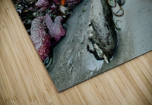 Tidal Pool 2 Earthshine Emporium puzzle
