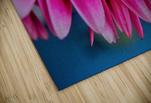 Pink Lady Dakota Rocha puzzle