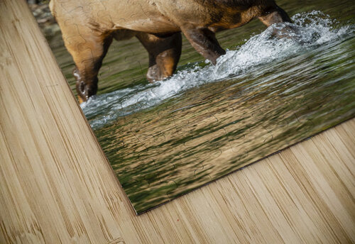 6x7 Bull Elk River Crossing Doug Beck puzzle