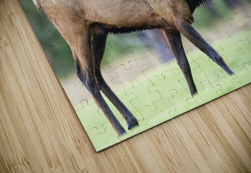 Bull Elk Bugle Doug Beck puzzle