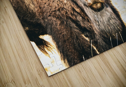 The Stare Close Up Susan Diann Photography puzzle