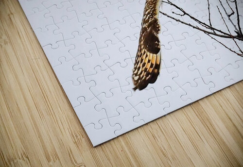 Short Eared Owl contest 1 of 1 Joe Howell puzzle