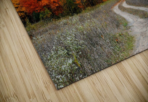 Autumn Road Dakota Rocha puzzle