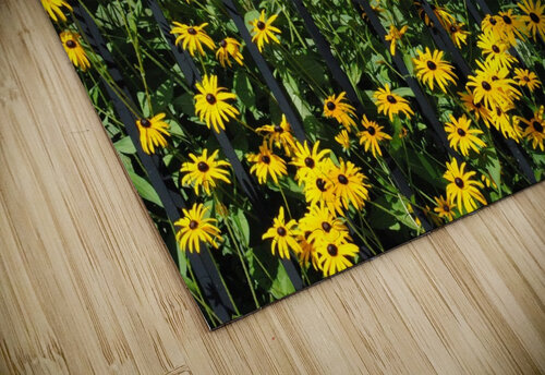 Susan Dakota Rocha puzzle