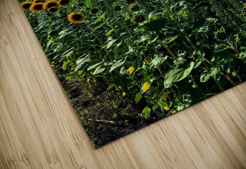 Sunflower Days Dakota Rocha puzzle