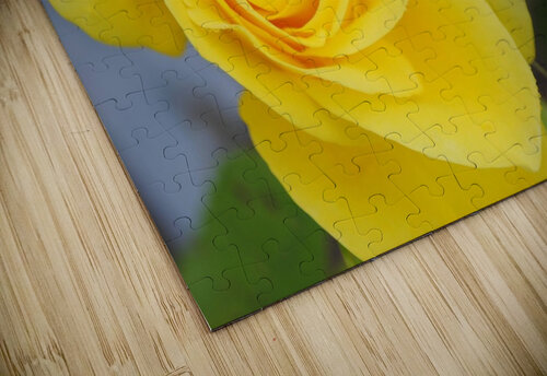 Yellow Rose Dakota Rocha puzzle
