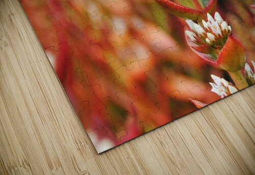 Budding Dakota Rocha puzzle