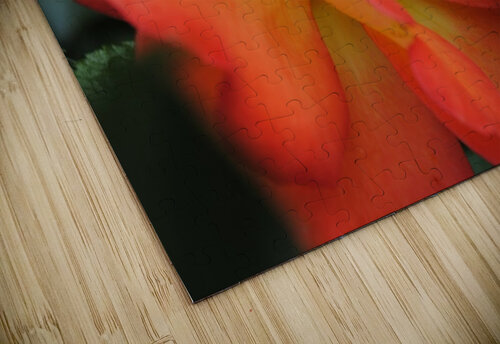 Sherbert Rose Dakota Rocha puzzle